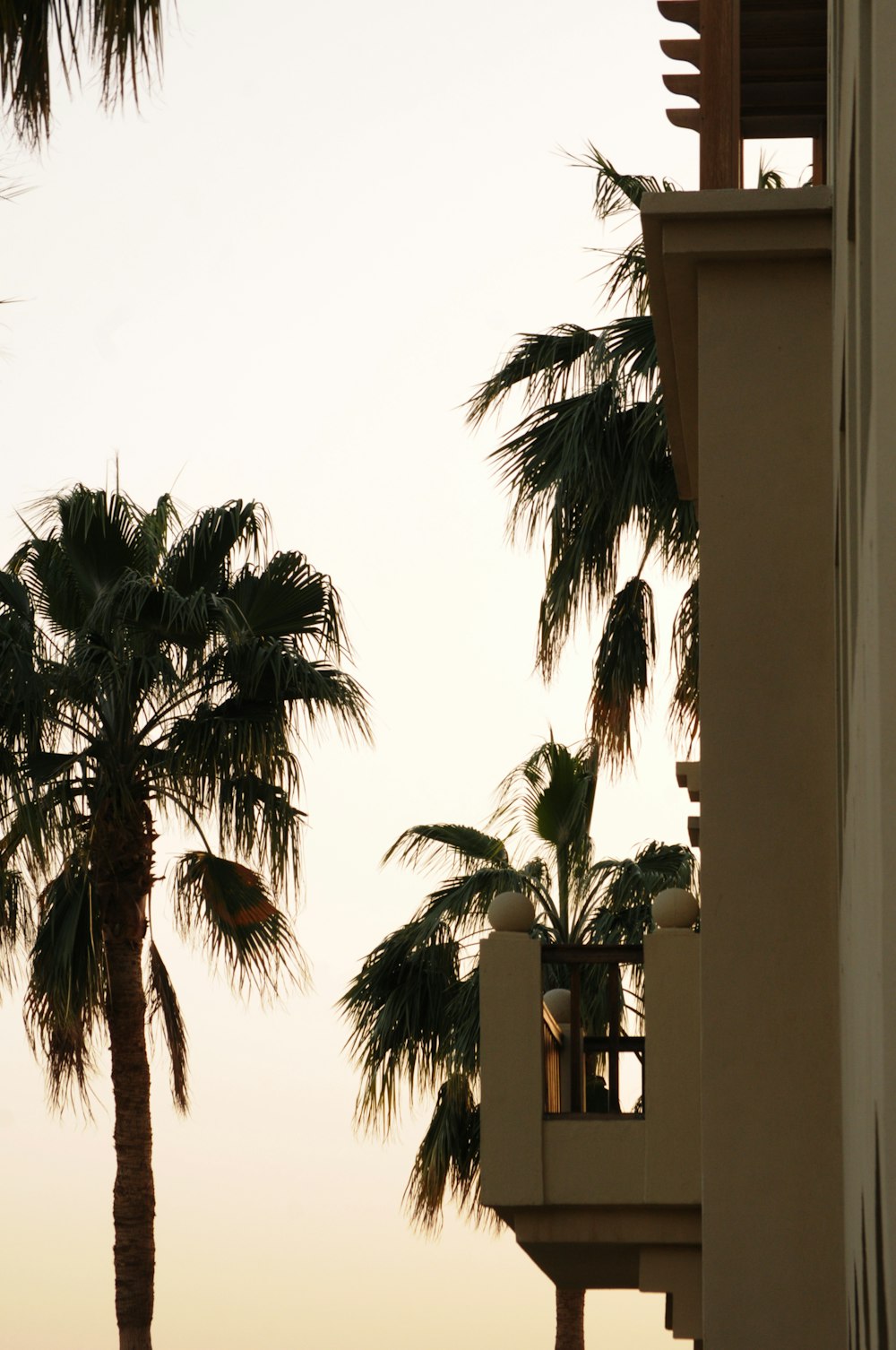 green palm tree near white concrete building