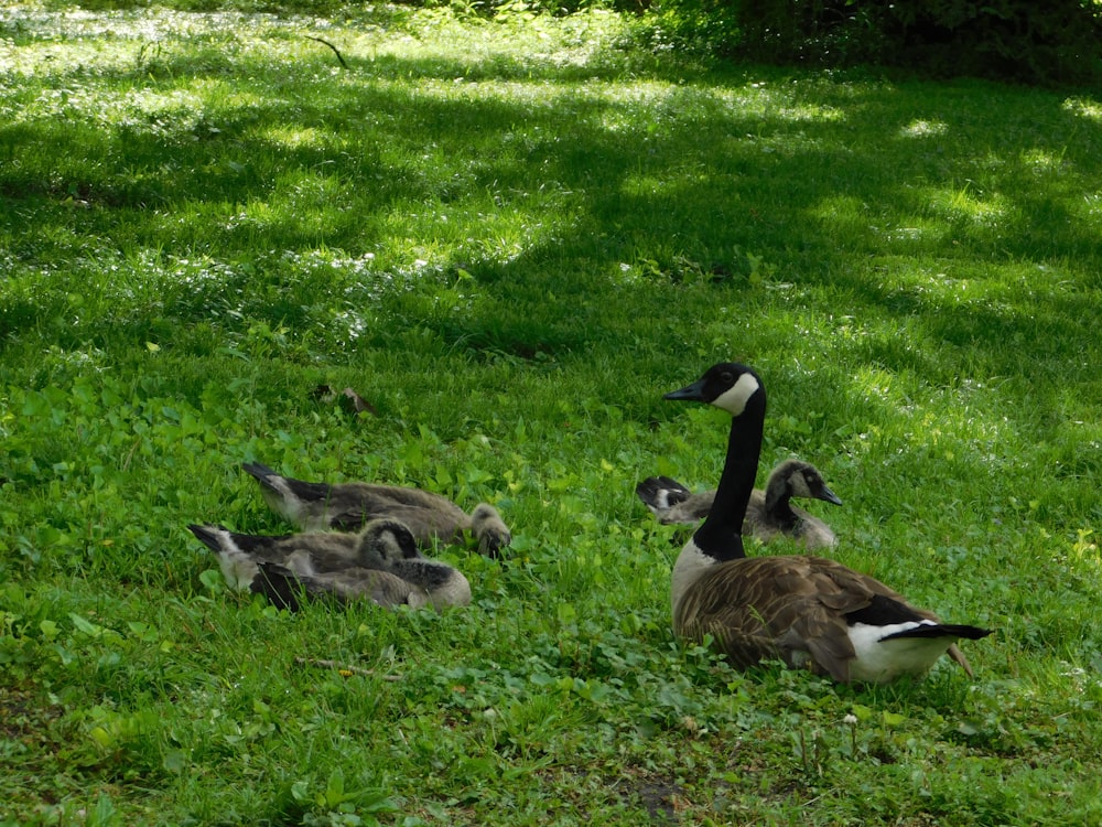 gray-and-black geese on green grass