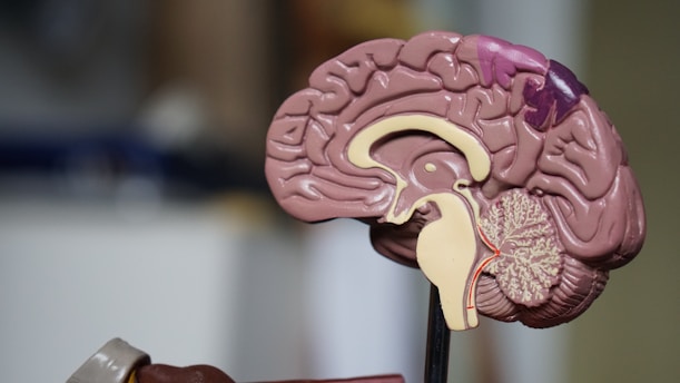 A detailed anatomical model of a human brain is depicted, showcasing its inner structures with various colors highlighting different regions. The background is blurred, emphasizing the brain model in the foreground.