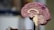A detailed anatomical model of a human brain is depicted, showcasing its inner structures with various colors highlighting different regions. The background is blurred, emphasizing the brain model in the foreground.