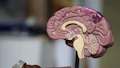Healthy Ageing Biomarker Study Findings