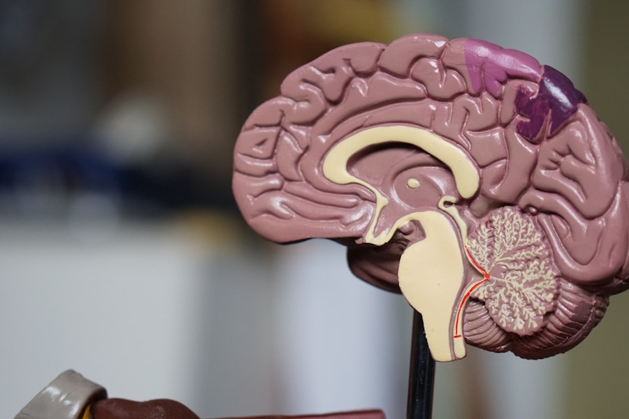 an anatomical model of the human brain sliced in half in selective-focus photography