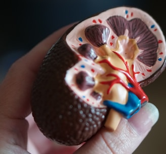 kidney scale model in hand