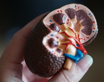 kidney scale model in hand