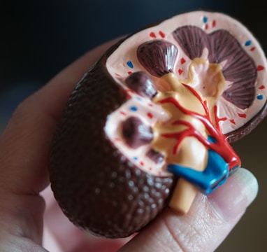 kidney scale model in hand