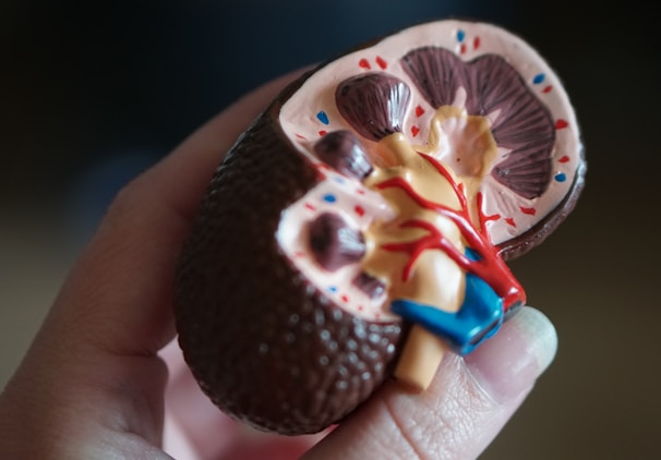 kidney scale model in hand