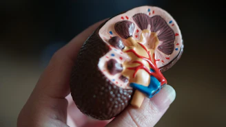 kidney scale model in hand