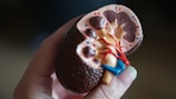 kidney scale model in hand