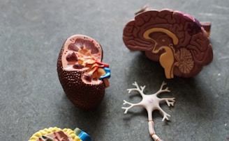 brown human organs learning equipment