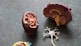 brown human organs learning equipment