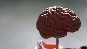 "How the Gut-Brain Axis Impacts Anxiety, Depression, and IBS Management"