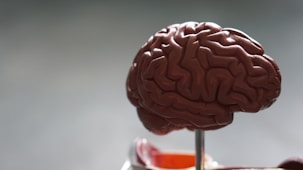 brown brain