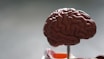 brown brain