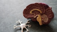 human brain toy