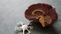 Brain