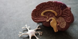 Bộ não của bạn tốt ở lĩnh vực nào?