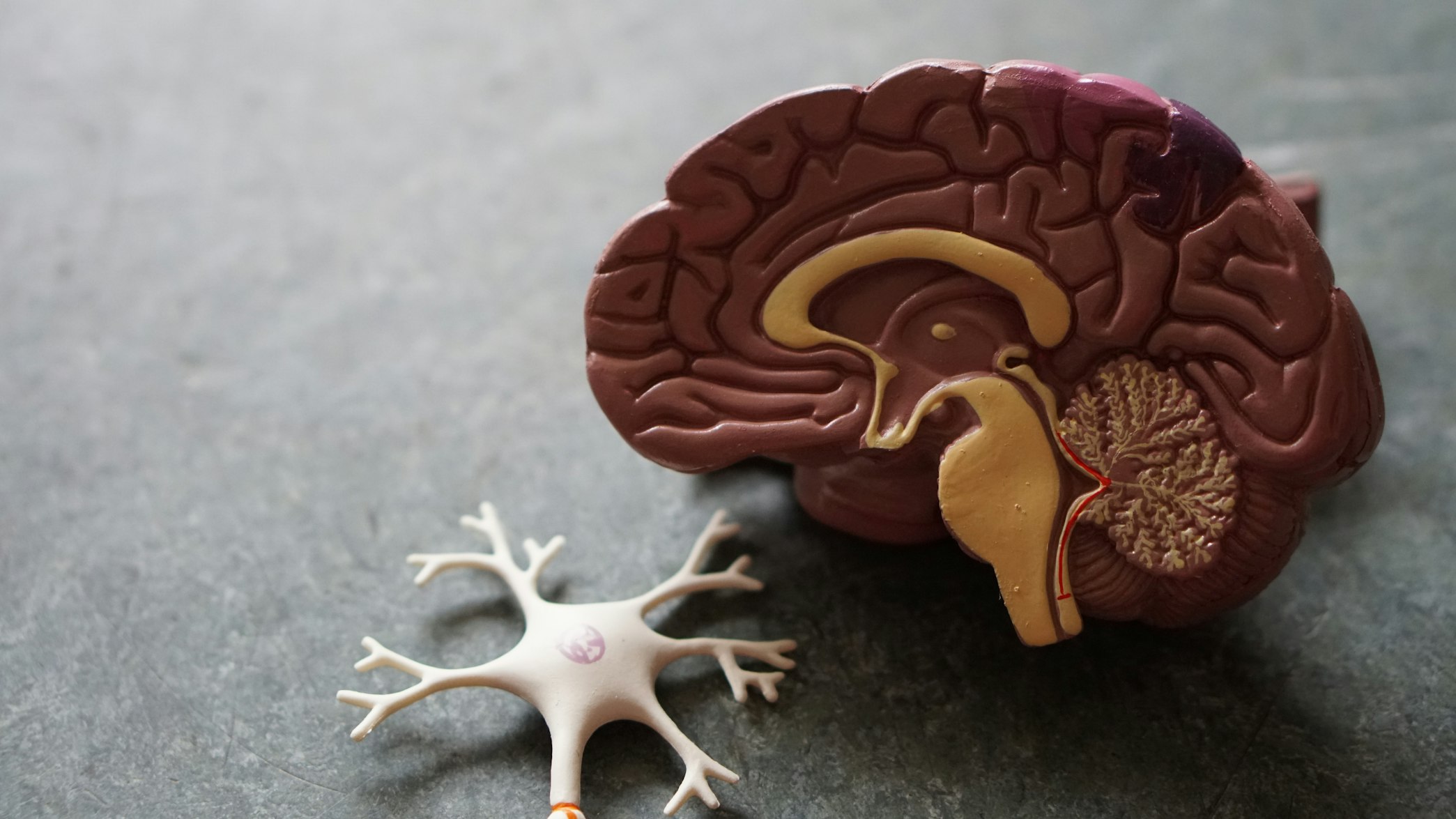 model of a brain hemisphere and neuron