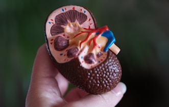 brown kidney decor