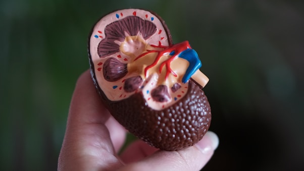 Chronic Kidney Disease GAME CHANGER Cure? New Drug Shows Stunning Results in Early Trial