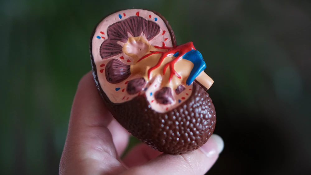 Kidney Anatomy Illustration
