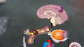 brain illustration