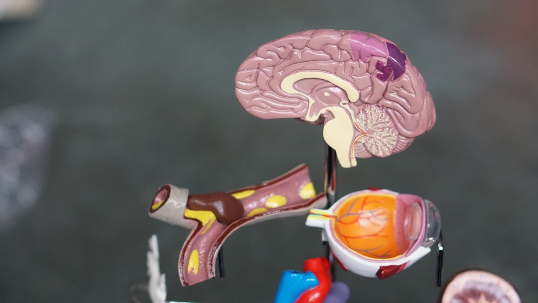 brain illustration,