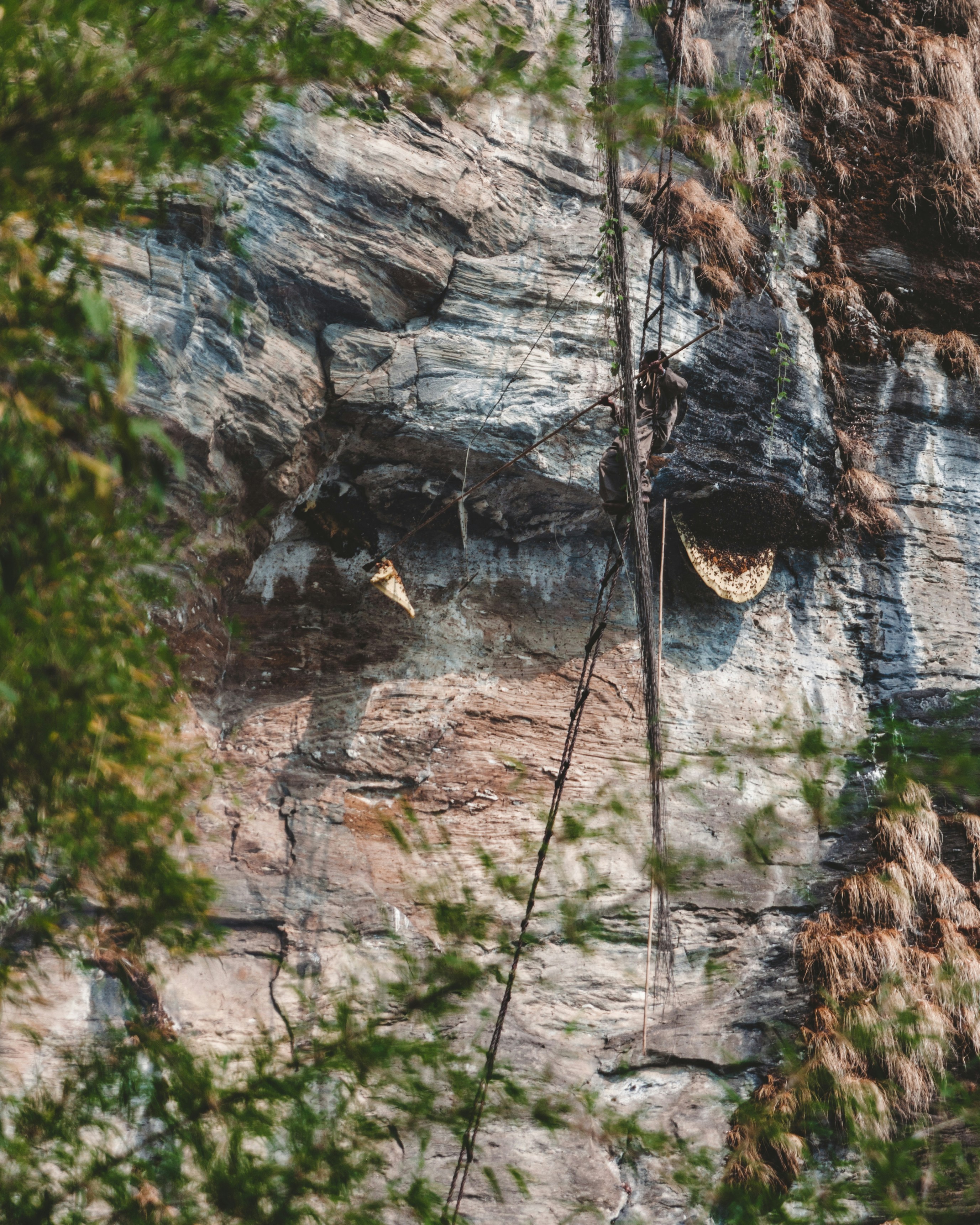 Beekeeper harvesting honeycomb on hillside, bright sunlight, natural setting