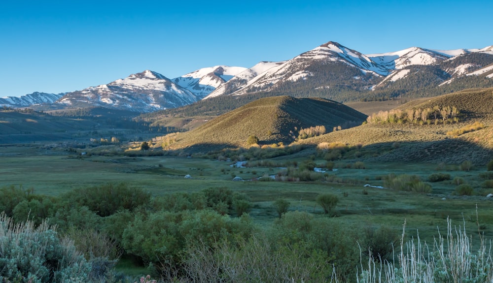 green grass valley under clear blue sky