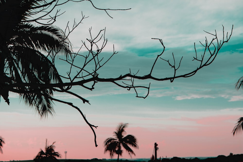 silhouette of tree branch