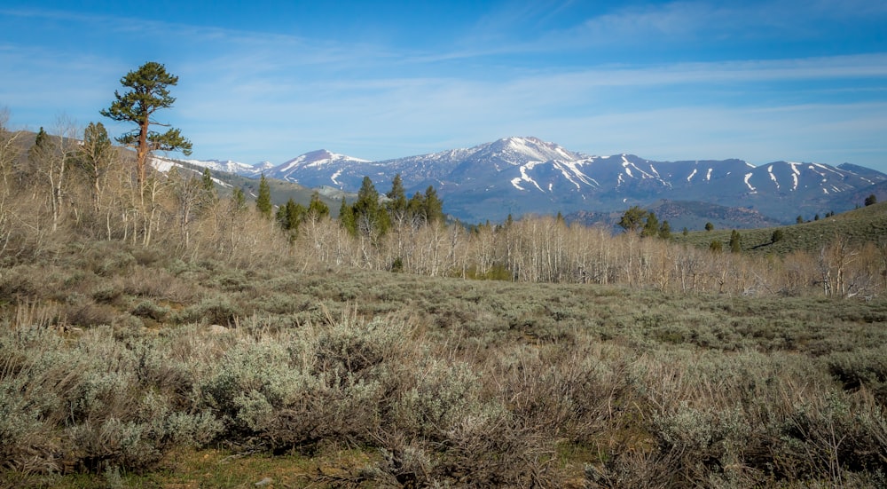 green grass through snowy mountain