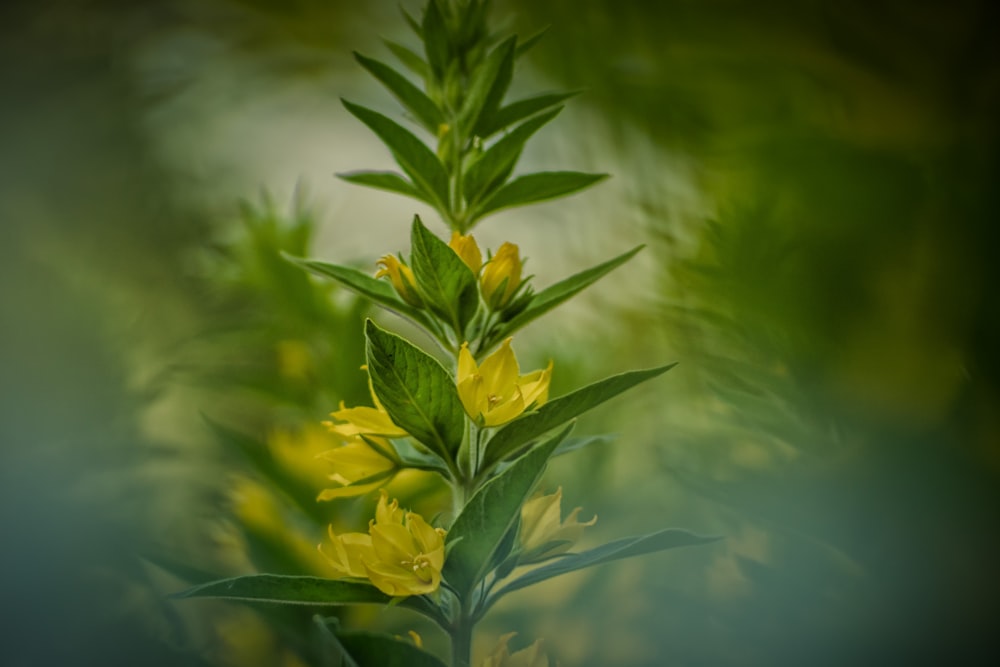 yellow-petaled flowers