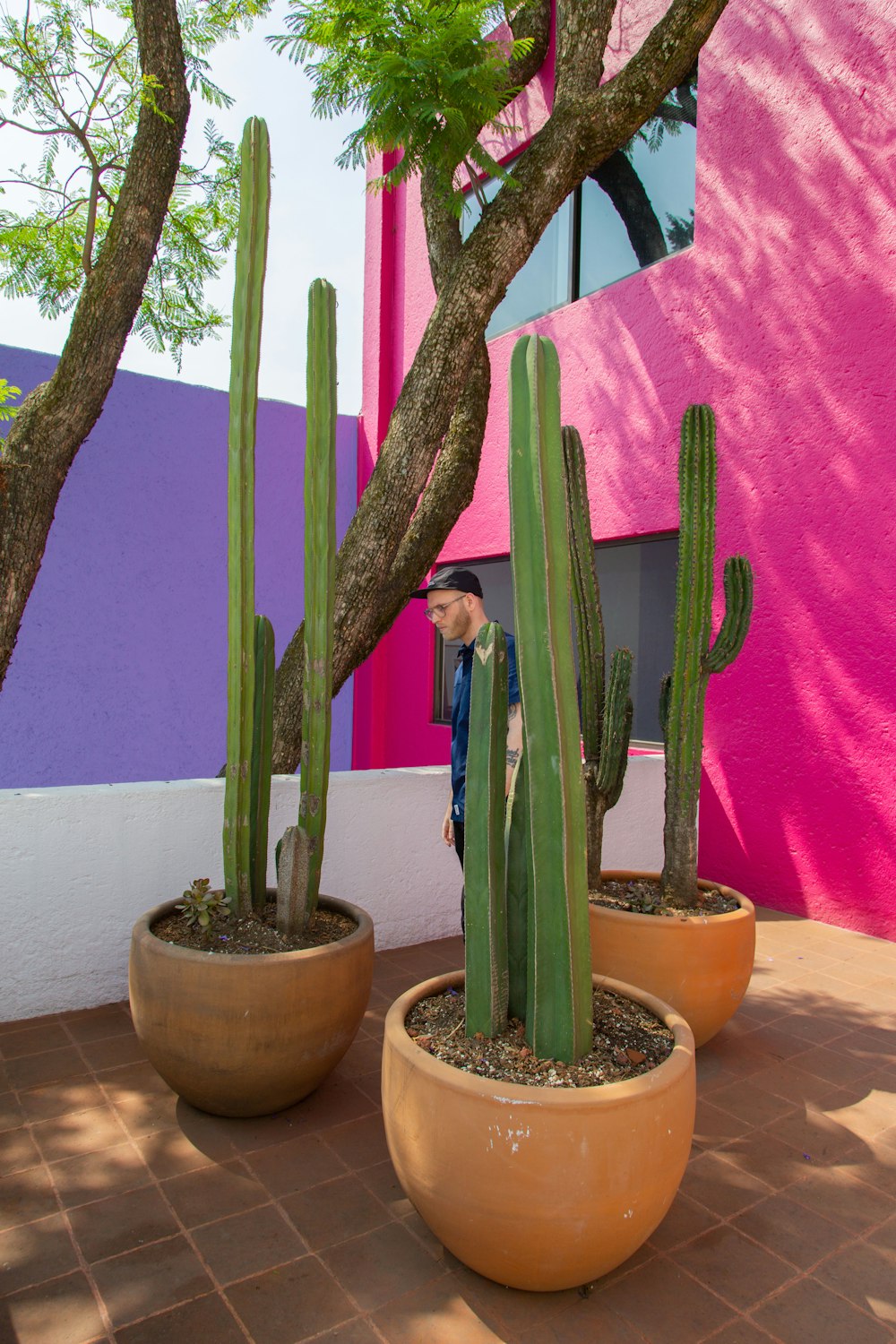 green potted cacti