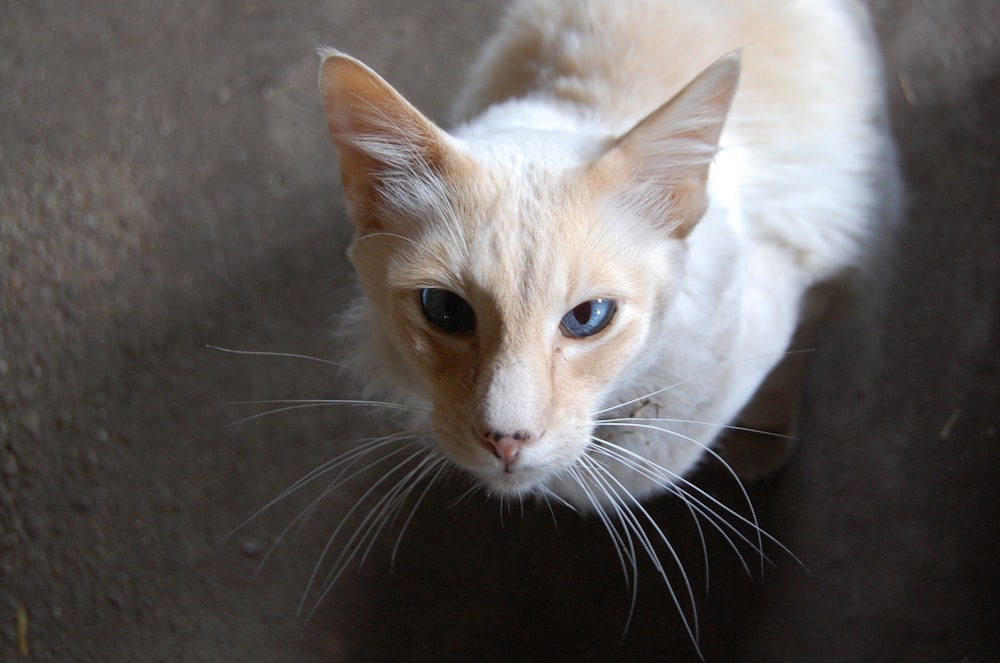 short-coated white cat