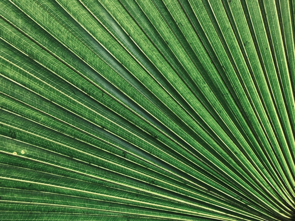 a close up of a large green leaf