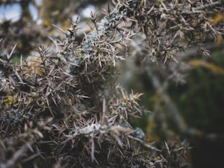 A close-up of thorny wild plants symbolizing protective barriers.