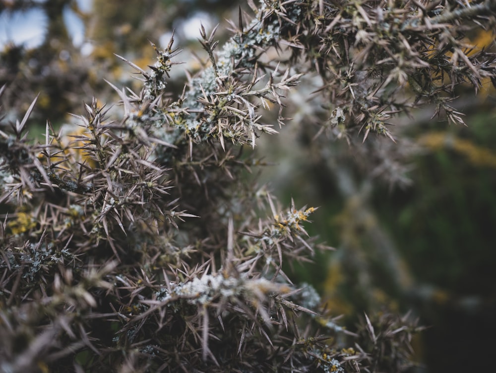 a close up of a tree with lots of leaves