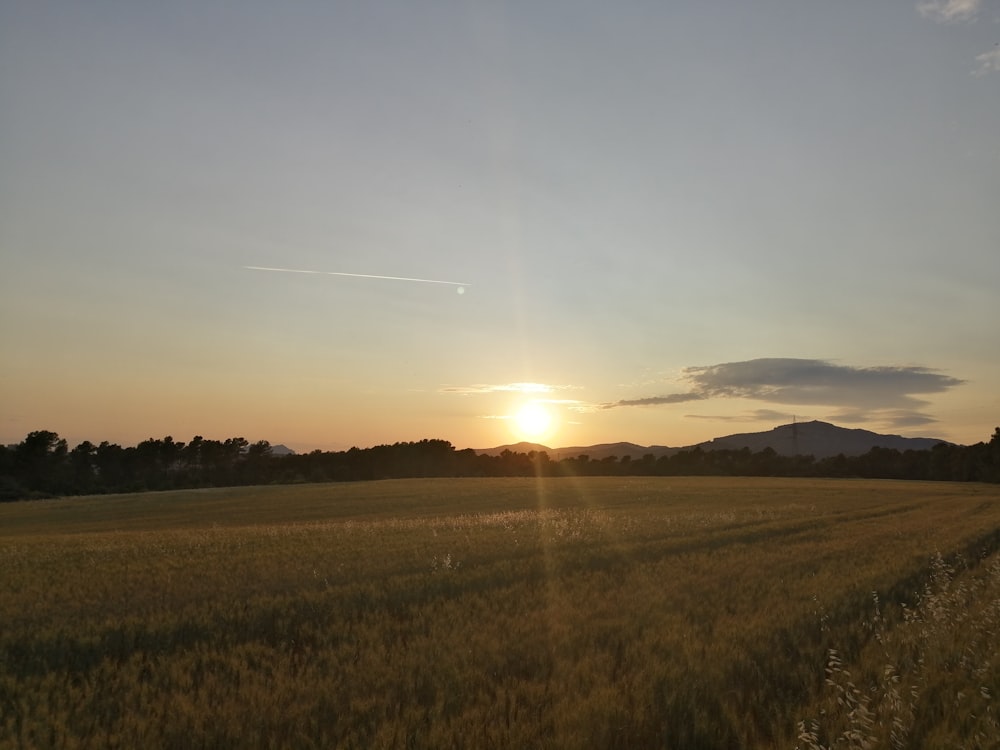 green grass field