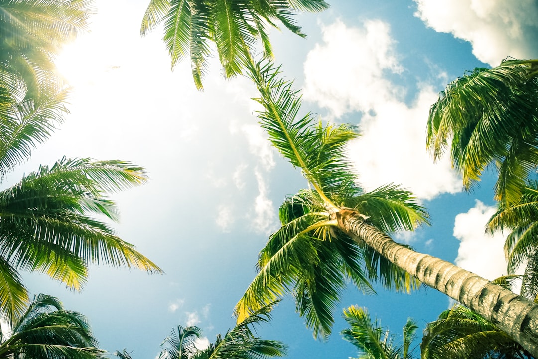 green coconut palm trees, Sit back and relax. Soak up some rays under the palm trees.
