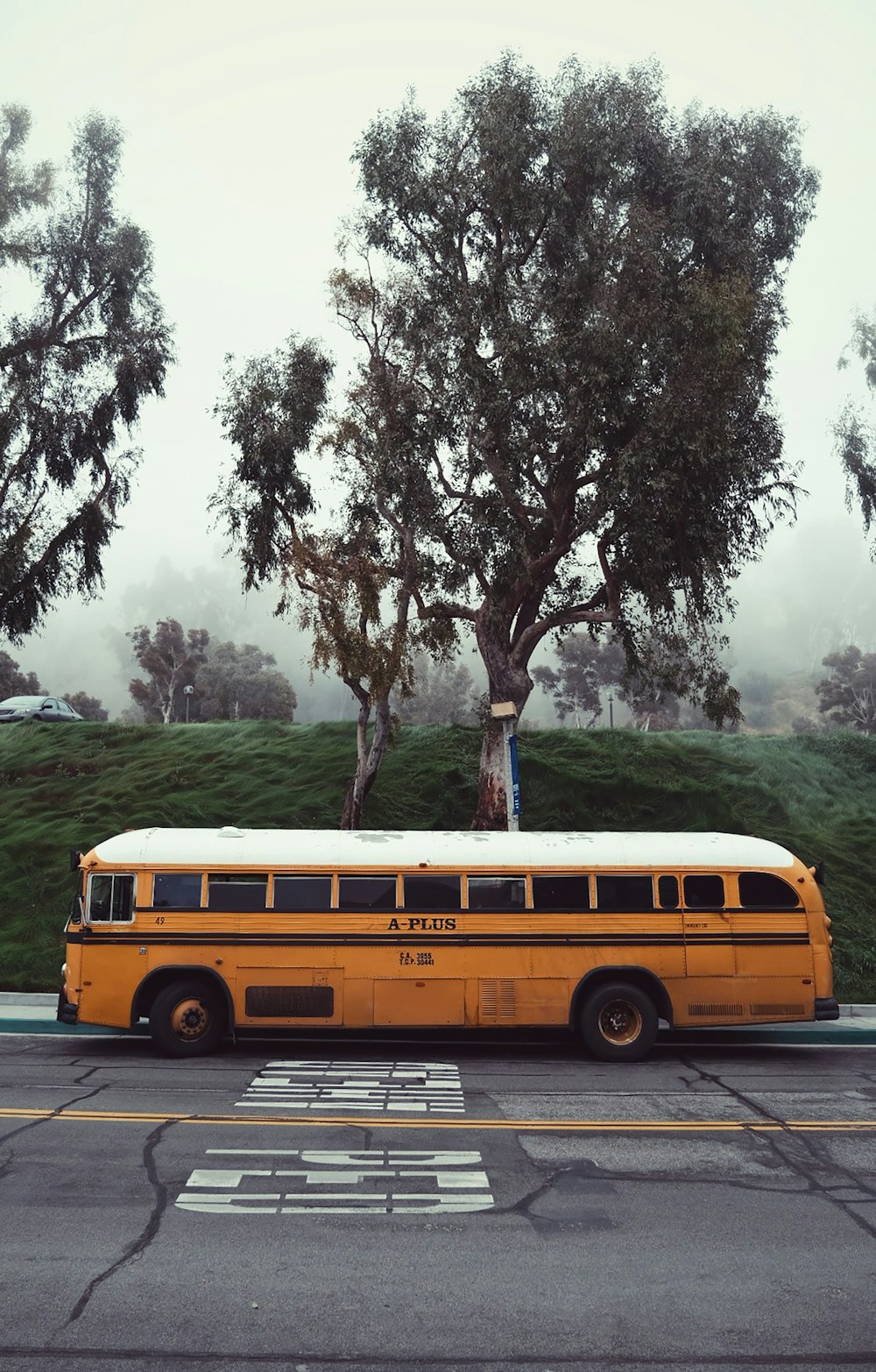 yellow bus near tree