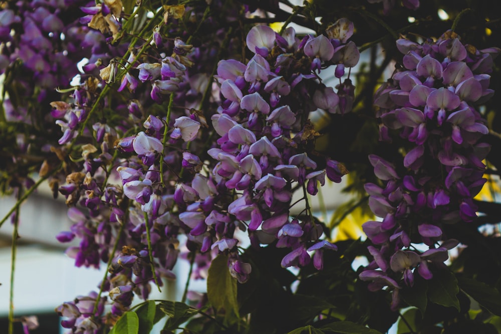 white and purple petaled flowers