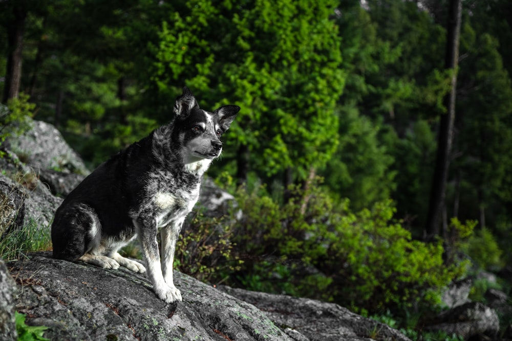 photography of wolf sitting on rock during daytime