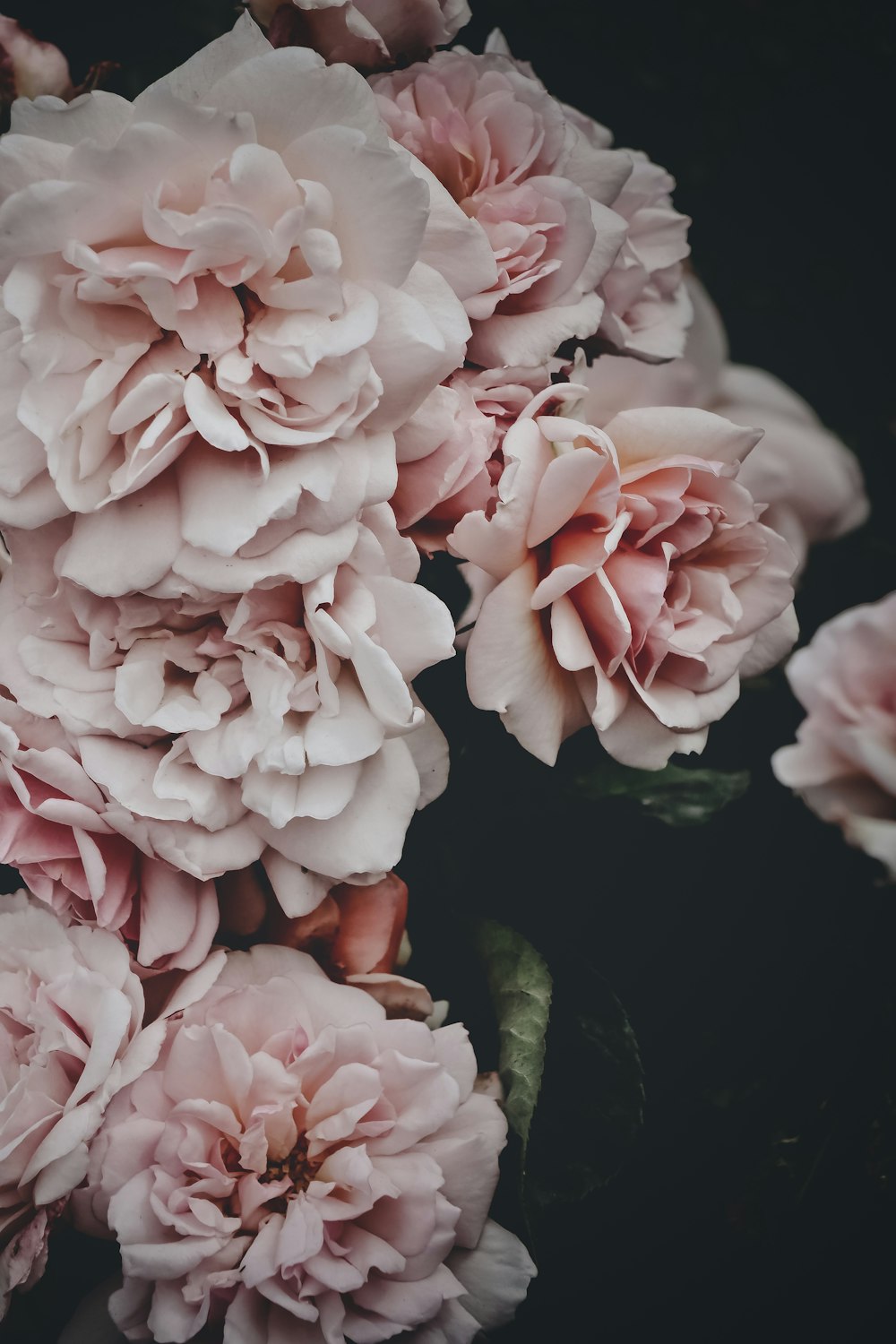 Fotografía de enfoque superficial de flores rosas y blancas