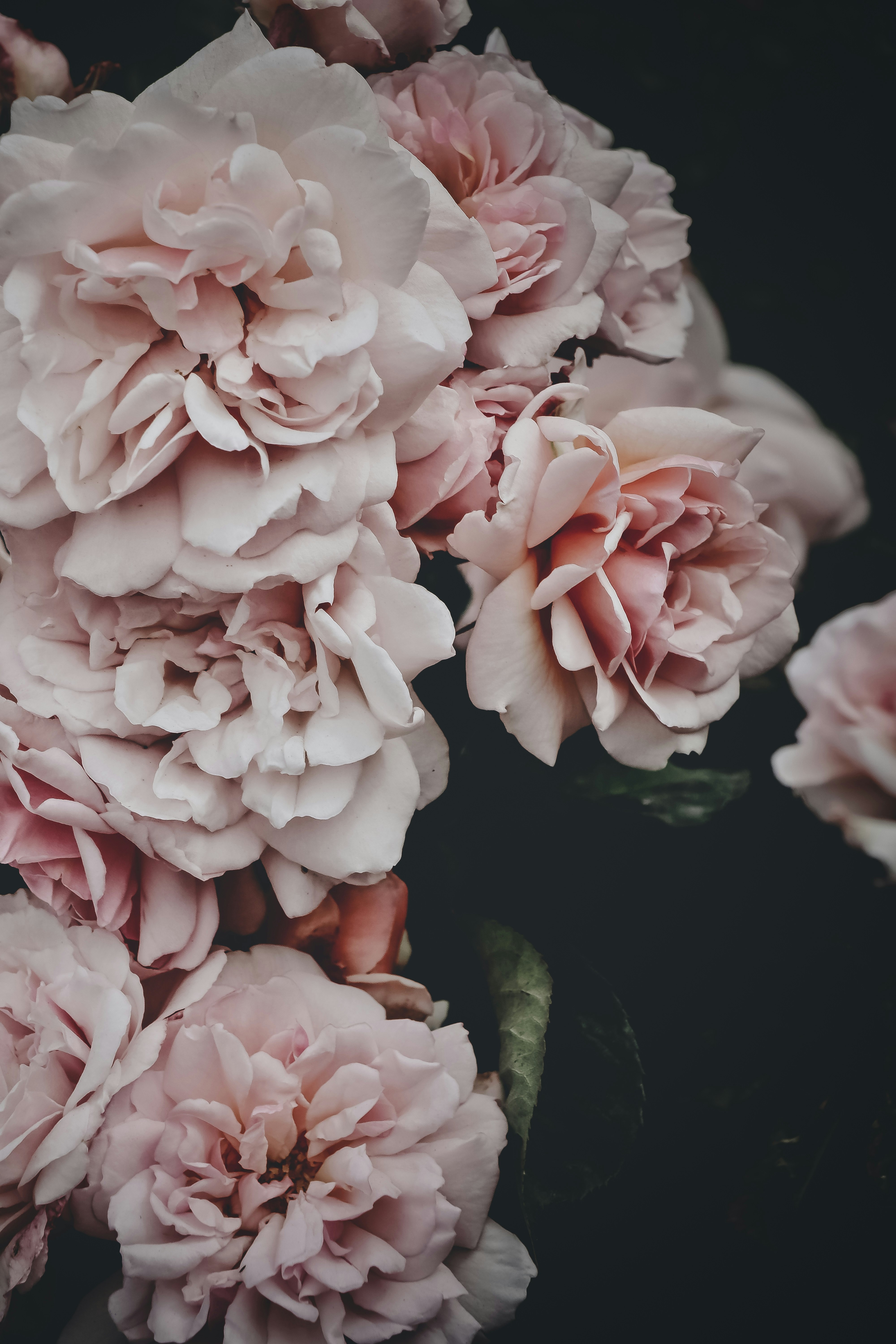 500 Peony Pictures Hd Download Free Images Stock Photos On Unsplash