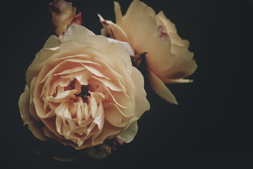 shallow focus photography of white and pink flower