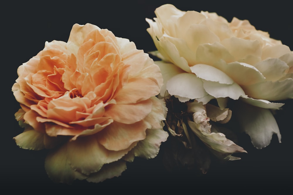 two white and pink flowers in bloom