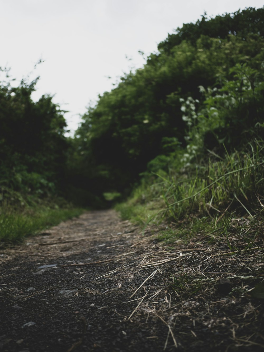 desire path surrounded with green grasses