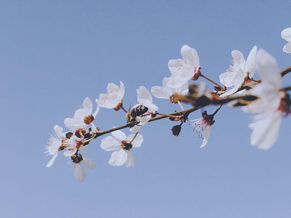 selective focus photography of white cherry blossom flower