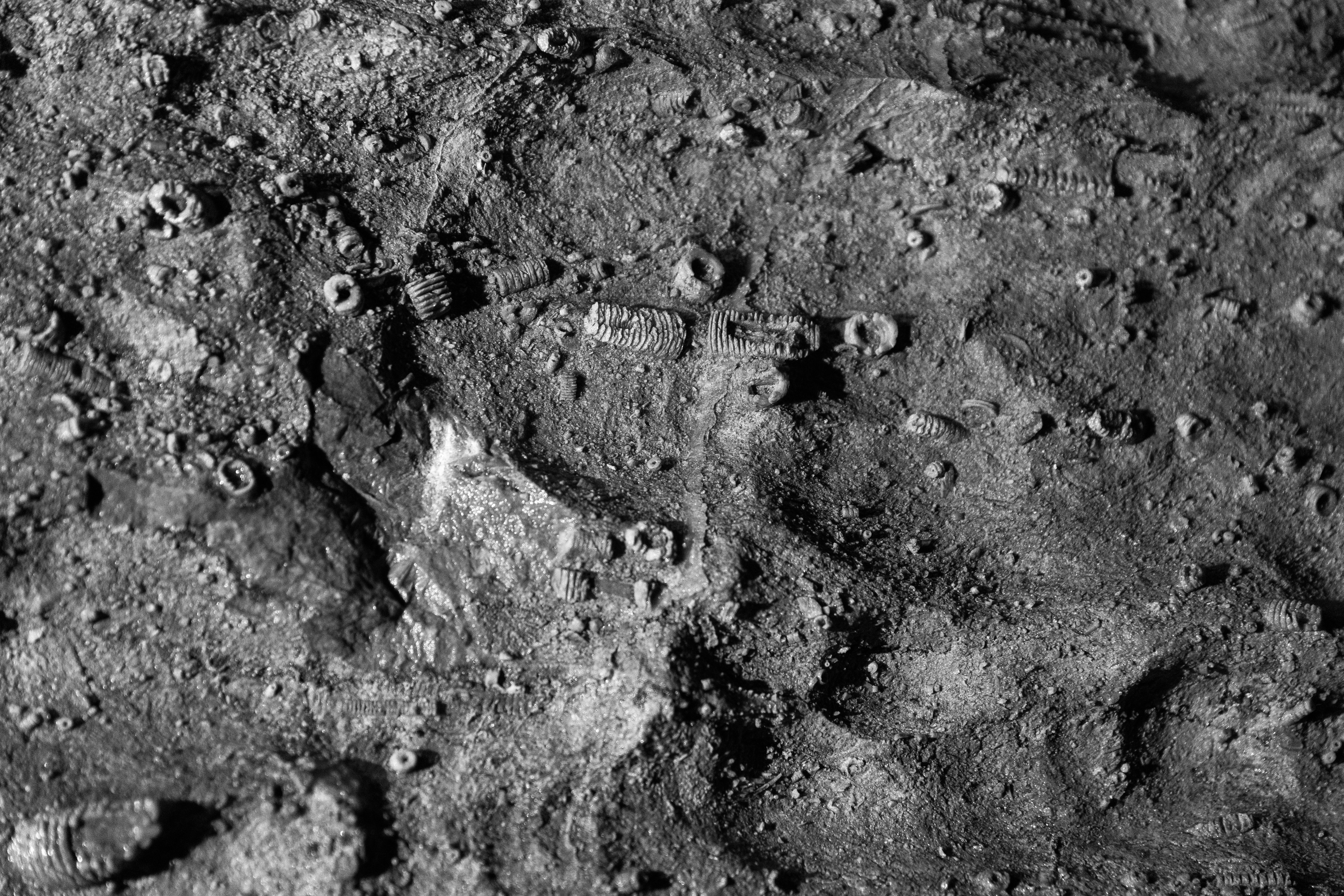 Lâminas para Microfósseis