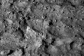 A grayscale image showing a textured surface covered with small, cylindrical spiral-shaped fossils embedded in a rough, rocky matrix.