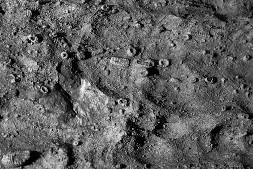 A grayscale image showing a textured surface covered with small, cylindrical spiral-shaped fossils embedded in a rough, rocky matrix.